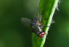 Eudasyphora cyanella