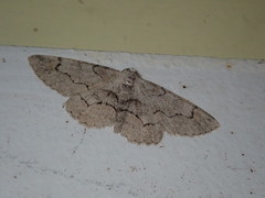 Iridopsis larvaria