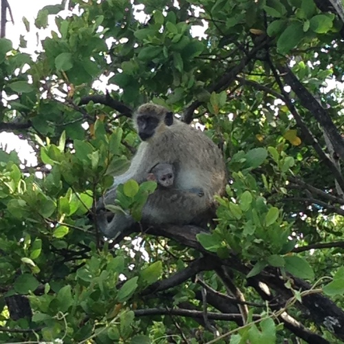 Green Monkey, 1101 Eller Dr, Dania Beach, FL, US, photo 10 of 10