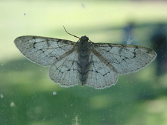 Iridopsis larvaria