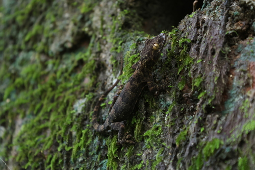 Gray's Chinese Gecko, Gekko chinensis