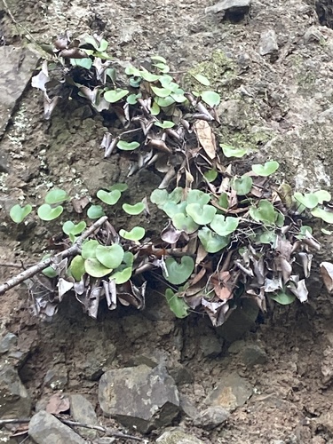 Image of Adiantum reniforme by no rights reserved