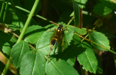 Amblyteles armatorius