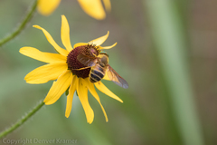 Esenbeckia