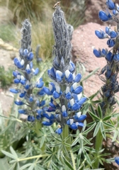 Lupinus aschenbornii