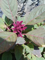 Amaranthus hypochondriacus