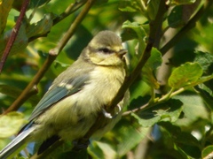 Cyanistes caeruleus