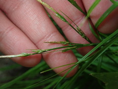 Carex communis