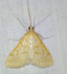 Hahncappsia pergilvalis