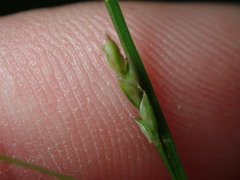 Carex communis