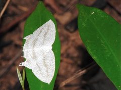 Acropteris ciniferaria