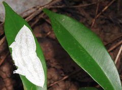 Acropteris ciniferaria