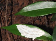 Acropteris ciniferaria