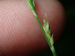 Carex communis