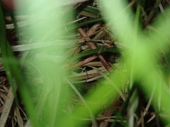 Carex communis
