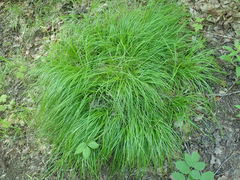 Carex communis