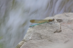 Calopteryx amata