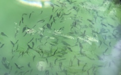 Decapterus