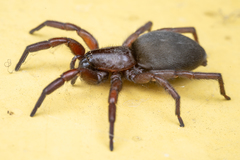 Scotophaeus scutulatus