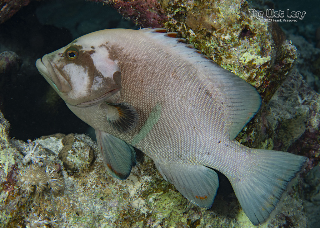 Grouper (Aethaloperca rogaa) — Serranidae