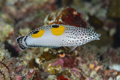Clown Wrasse photo 2