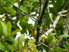 Geothlypis poliocephala