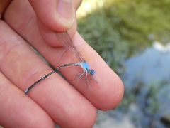 Argia apicalis