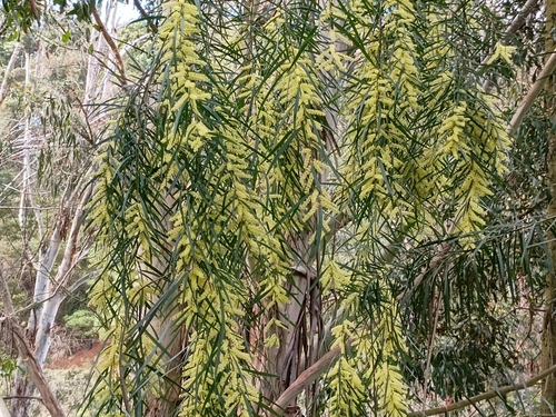 Image of Acacia floribunda by (c) eoghdoh, some rights reserved (CC BY)
