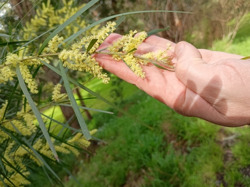 Image of Acacia floribunda by (c) eoghdoh, some rights reserved (CC BY)