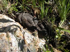 Crotalus pricei