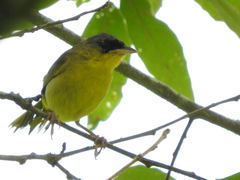 Geothlypis poliocephala