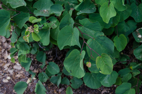 Judas-tree