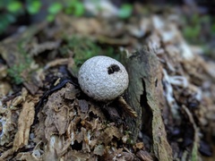 Lycoperdon compactum