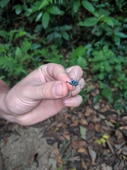 Lipotactes vietnamicus