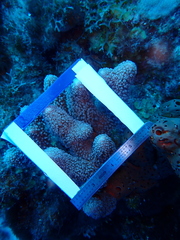 Porites porites