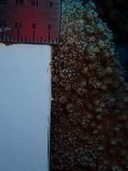 Porites porites