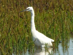 Egretta garzetta