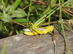 Cyrtacanthacridini