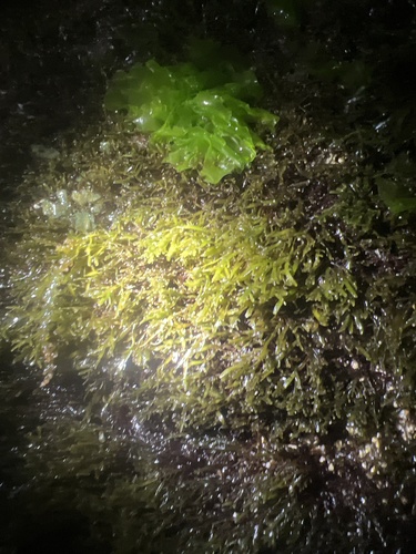 Pterocladiella caerulescens observed 2024-09-18