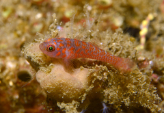 Grey-Bearded Pygmygoby photo 3