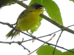 Geothlypis poliocephala