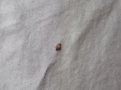 Orchestes steppensis