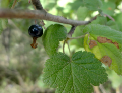 Ribes ciliatum