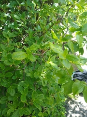 Rhododendron pilosum