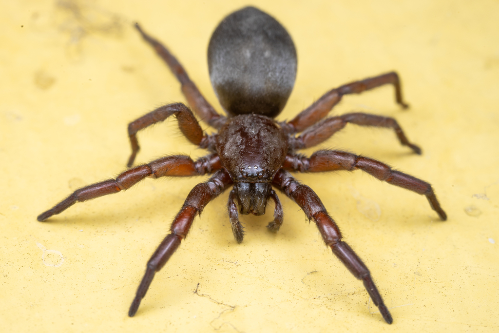 Scotophaeus scutulatus
