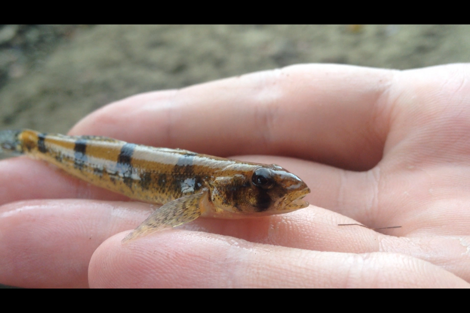 Stargazing Darter