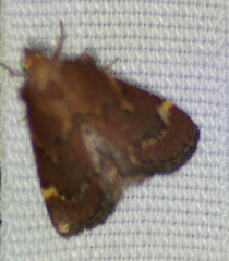 Hypsopygia intermedialis