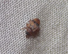 Orchestes steppensis