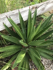 Agave decipiens