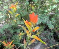 Castilleja integrifolia